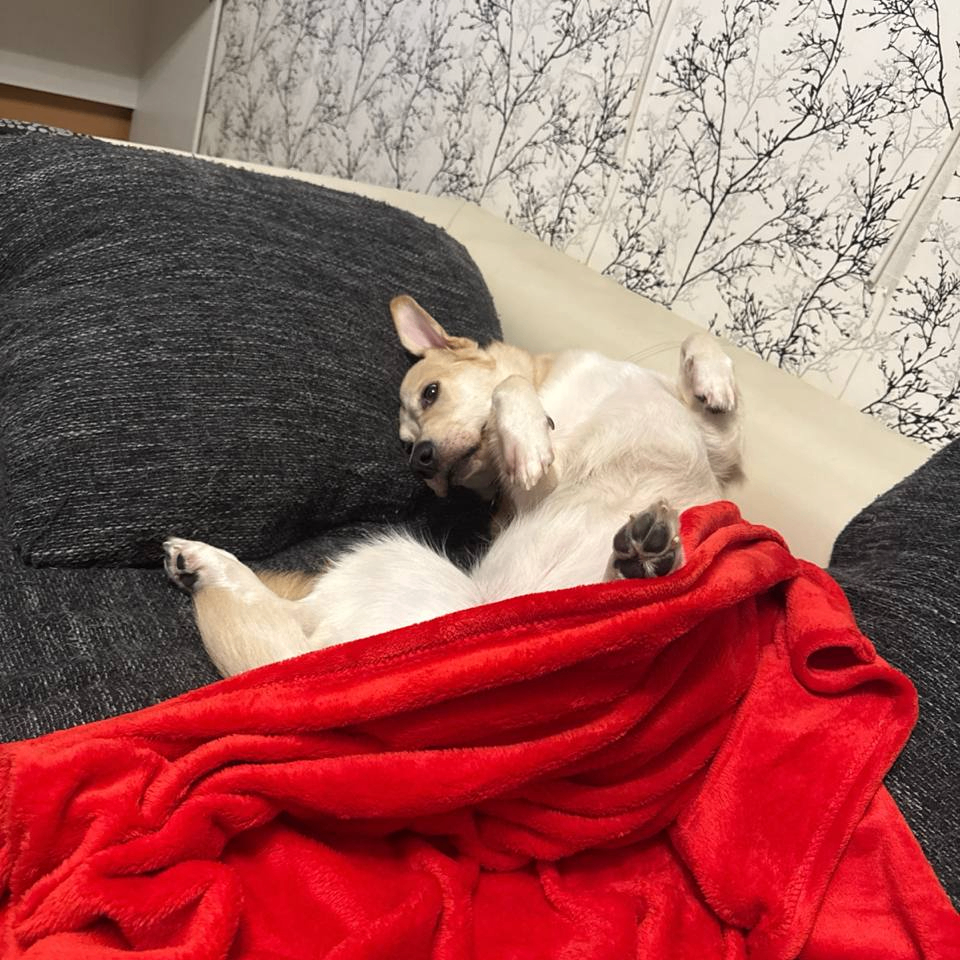 Dmitry Zakha (dmitryzakha.lens) Lens social identity (.lens handle) PFP