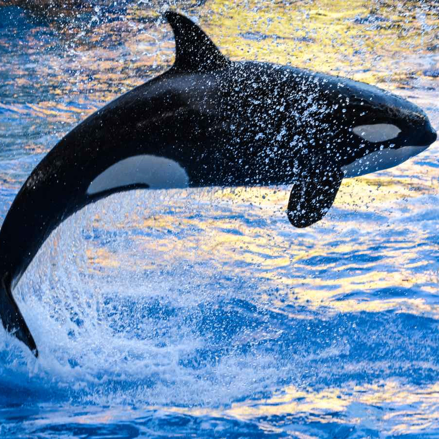 Whale (whale12.lens) Lens social identity (.lens handle) PFP