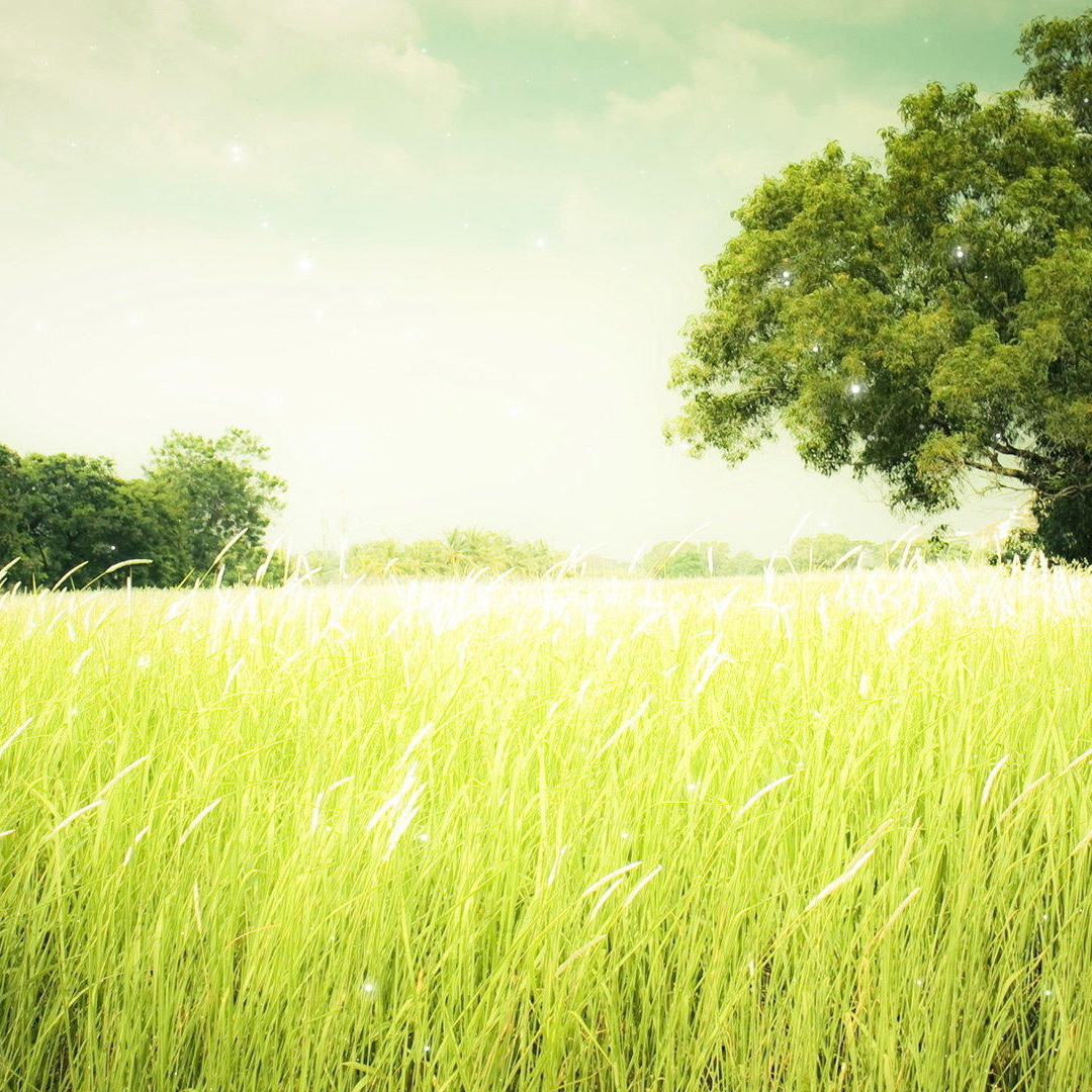 sfg (coincloud.lens) Lens social identity (.lens handle) PFP