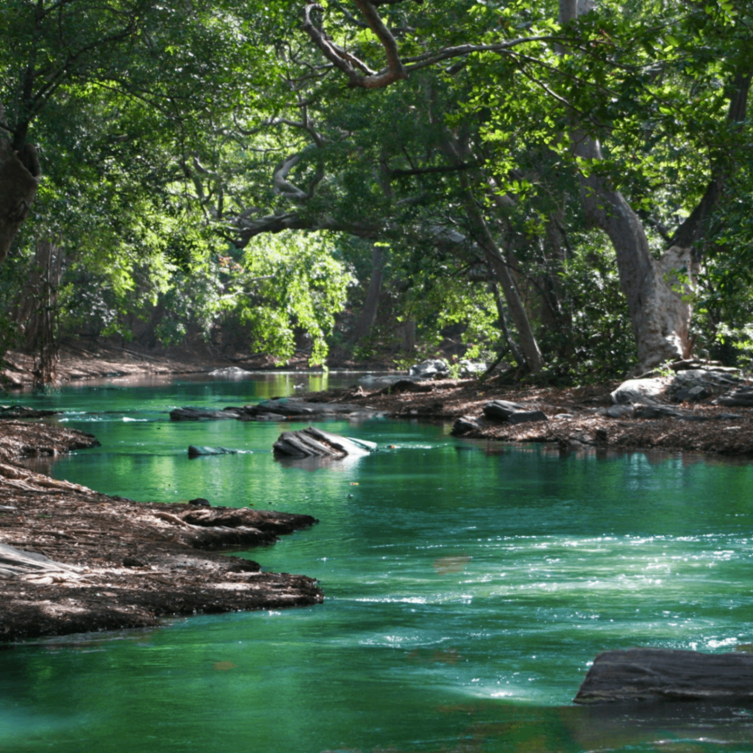 Faxon (faxon.lens) Lens social identity (.lens handle) PFP