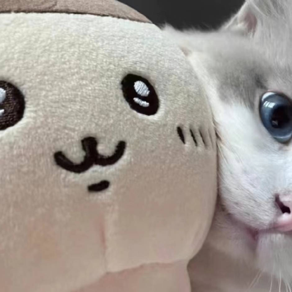 amiriking (amiriking.lens) Lens social identity (.lens handle) PFP