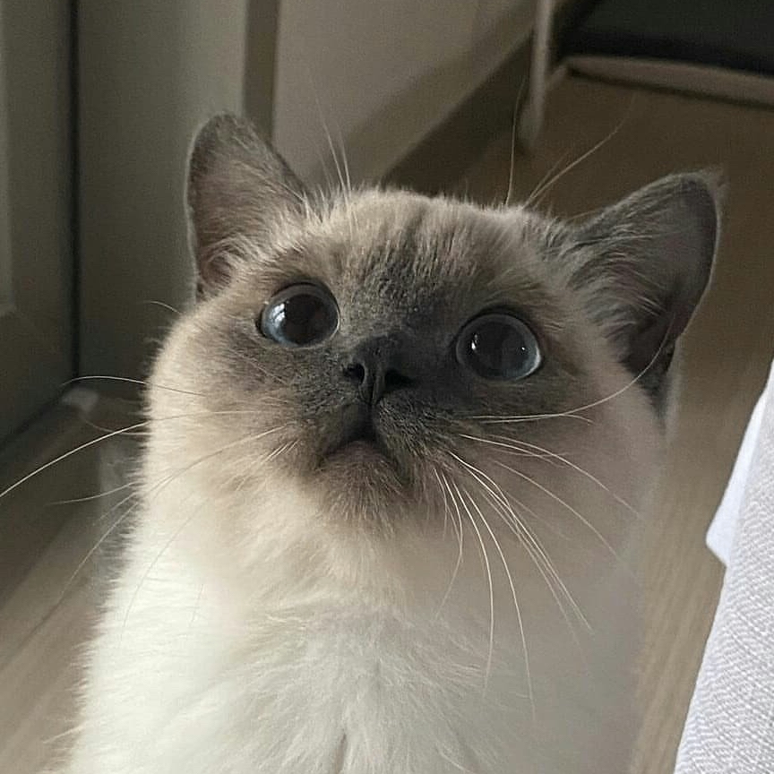 Herbert Stevenson (fffffz.lens) Lens social identity (.lens handle) PFP