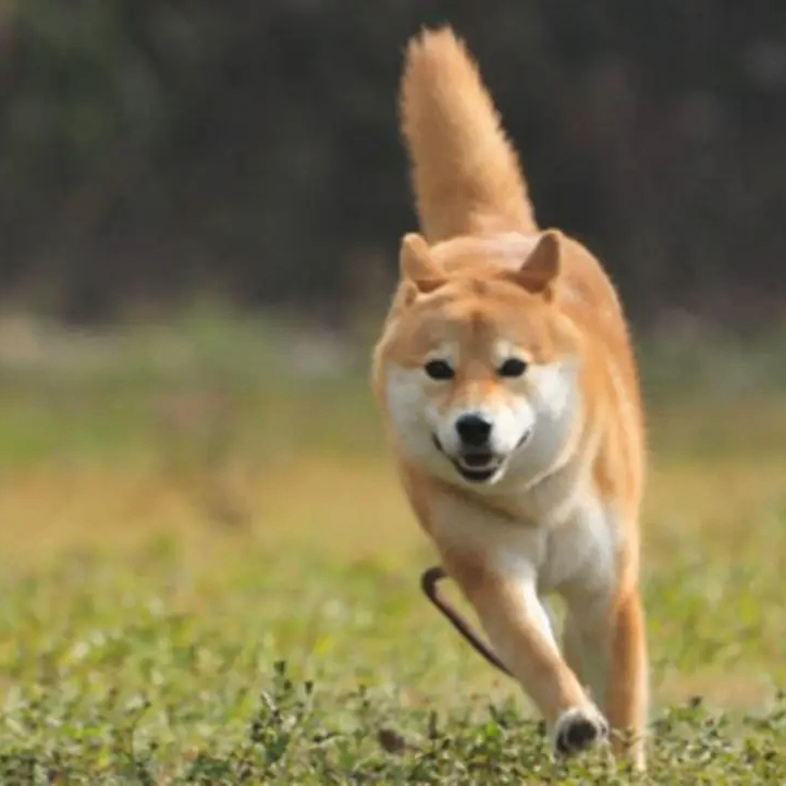 Aurora (piterlizz.lens) Lens social identity (.lens handle) PFP