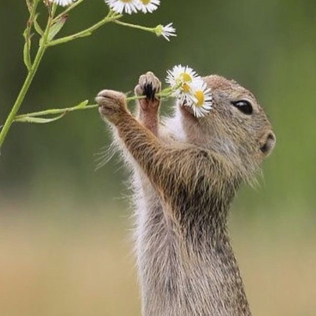 watermelon (watermelon.lens) Lens social identity (.lens handle) PFP