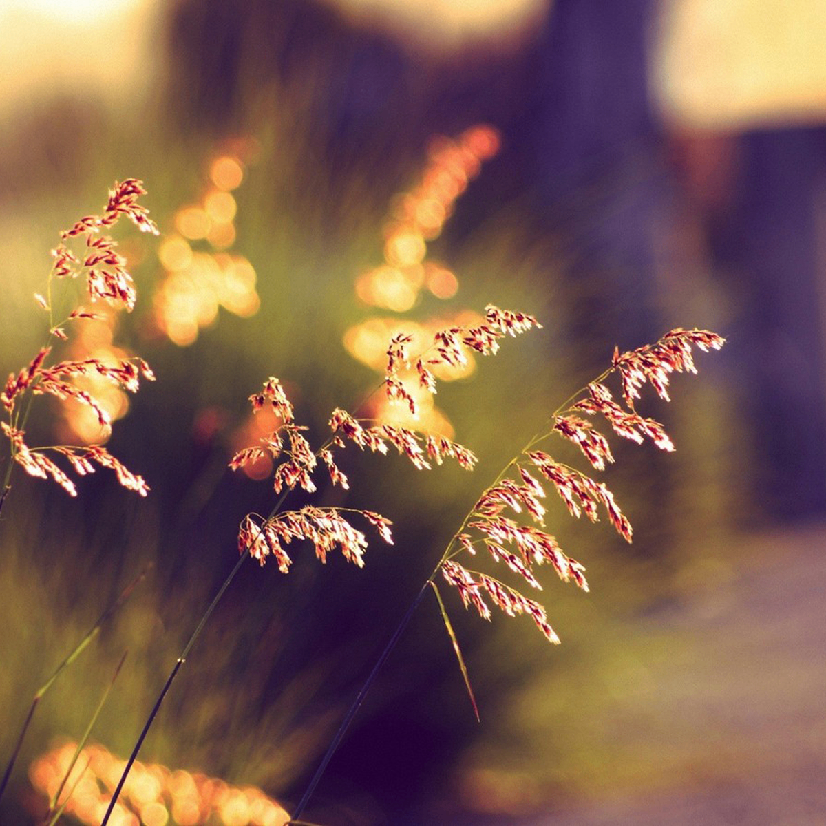 VXV (hivex.lens) Lens social identity (.lens handle) PFP