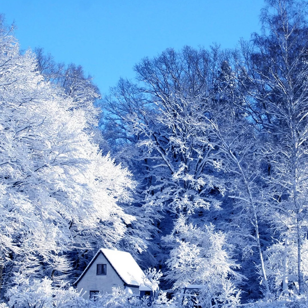 gdg (dynex.lens) Lens social identity (.lens handle) PFP