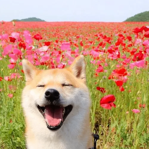 Bonnie Sonmerfield (eeeees.lens) Lens social identity (.lens handle) PFP