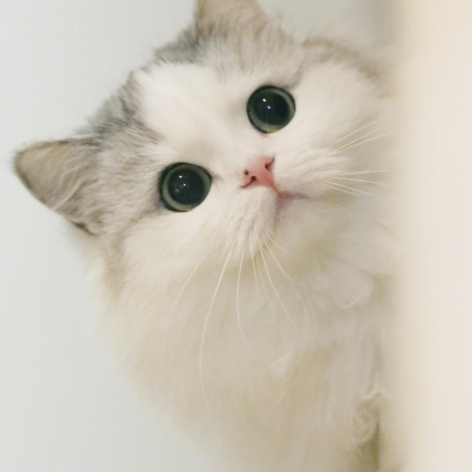 Vita Hoyle (fffffp.lens) Lens social identity (.lens handle) PFP