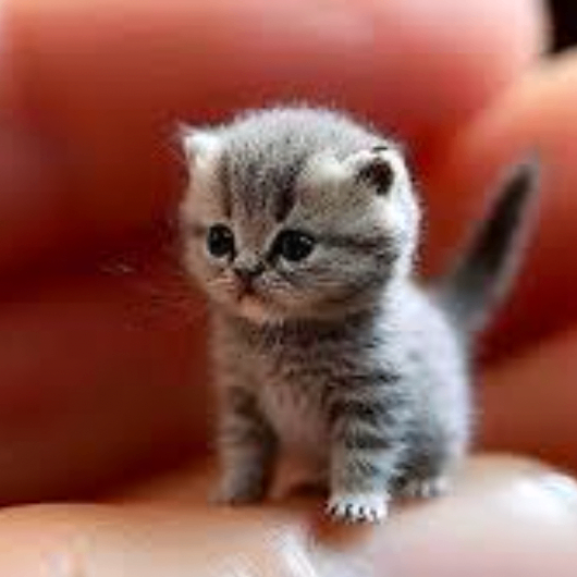 Reginald Chapman (npppp.lens) Lens social identity (.lens handle) PFP