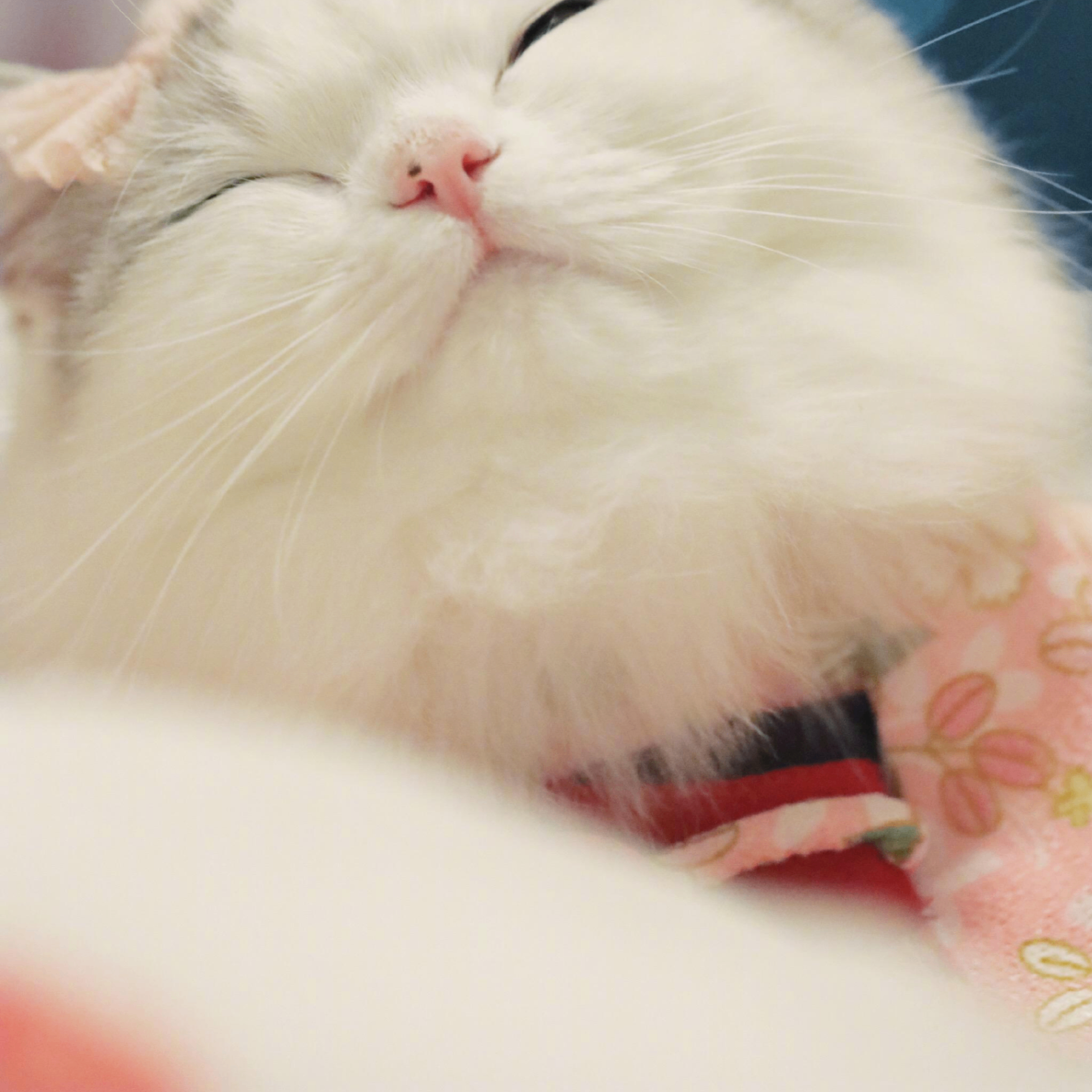 Zara Isabel (fffffo.lens) Lens social identity (.lens handle) PFP