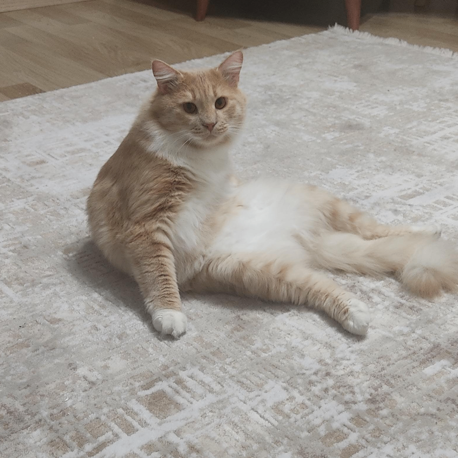 ysn (panqiii.lens) Lens social identity (.lens handle) PFP