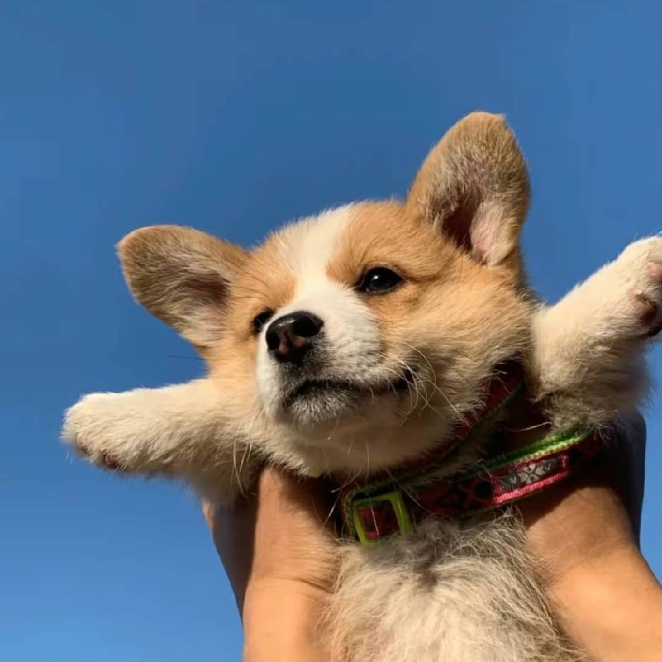 tangzheyu (tangzheyu.lens) Lens social identity (.lens handle) PFP