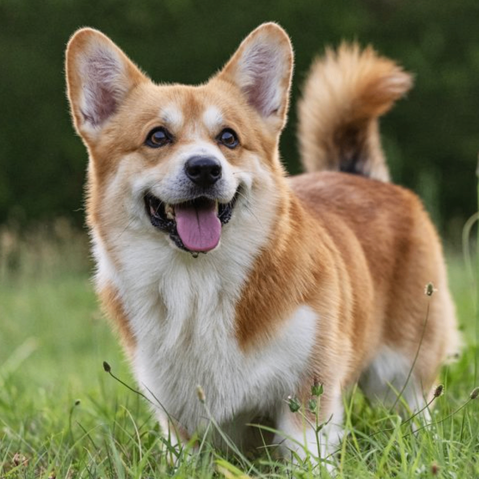 Kobe (kobecorgi.lens) Lens social identity (.lens handle) PFP