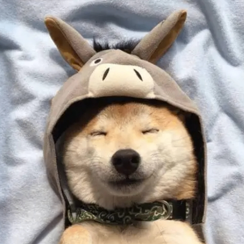 paynen (paynen.lens) Lens social identity (.lens handle) PFP