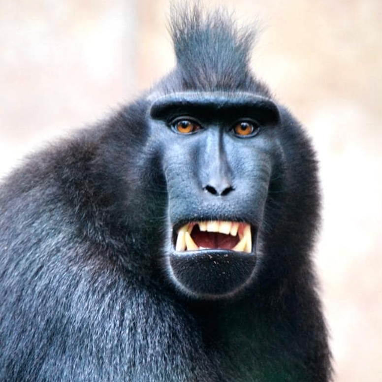 fdsfsfs (lsssss.lens) Lens social identity (.lens handle) PFP