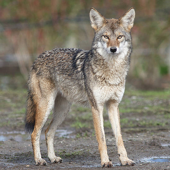 wildcoyote (wildcoyote.lens) Lens social identity (.lens handle) PFP