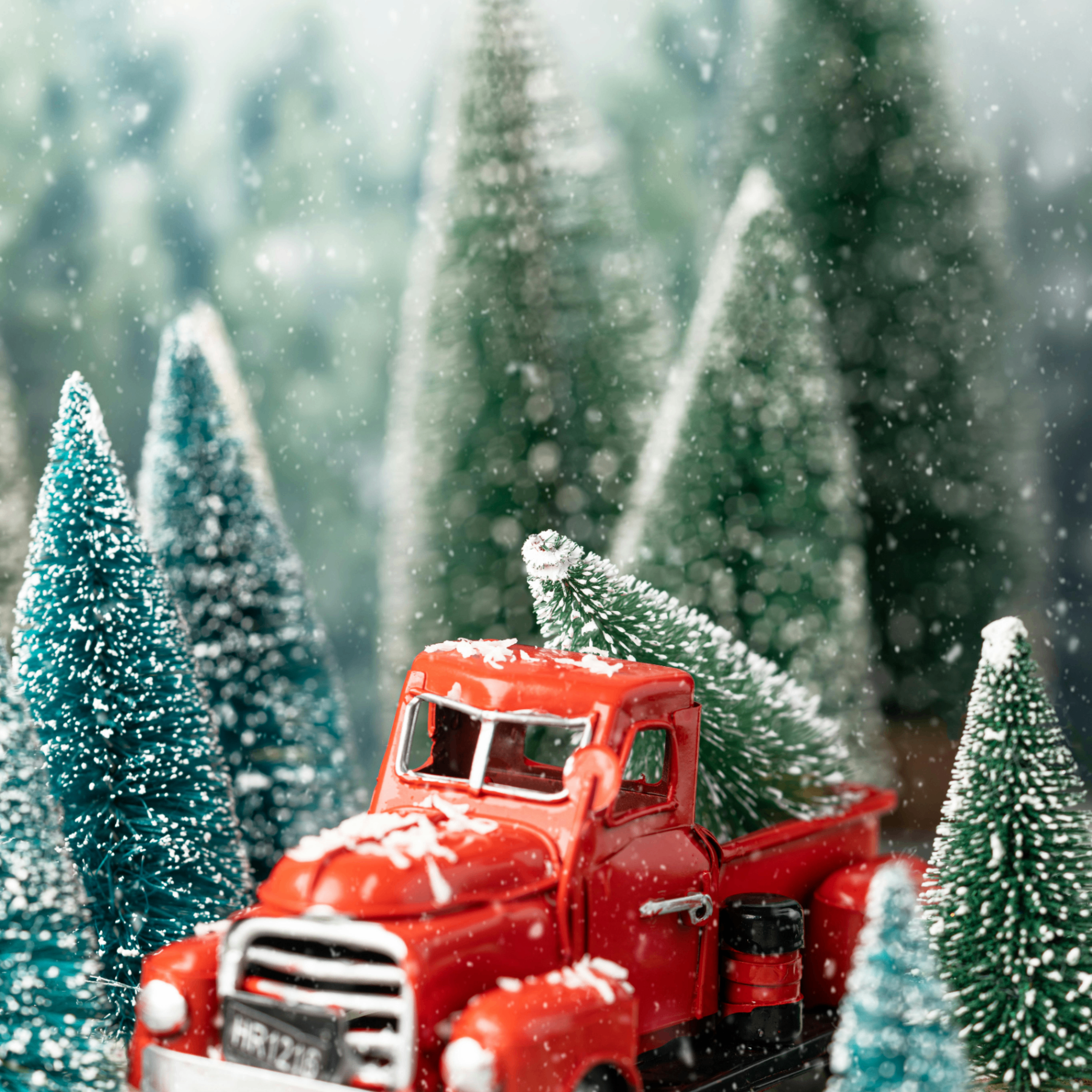 rashida (rashida123.lens) Lens social identity (.lens handle) PFP