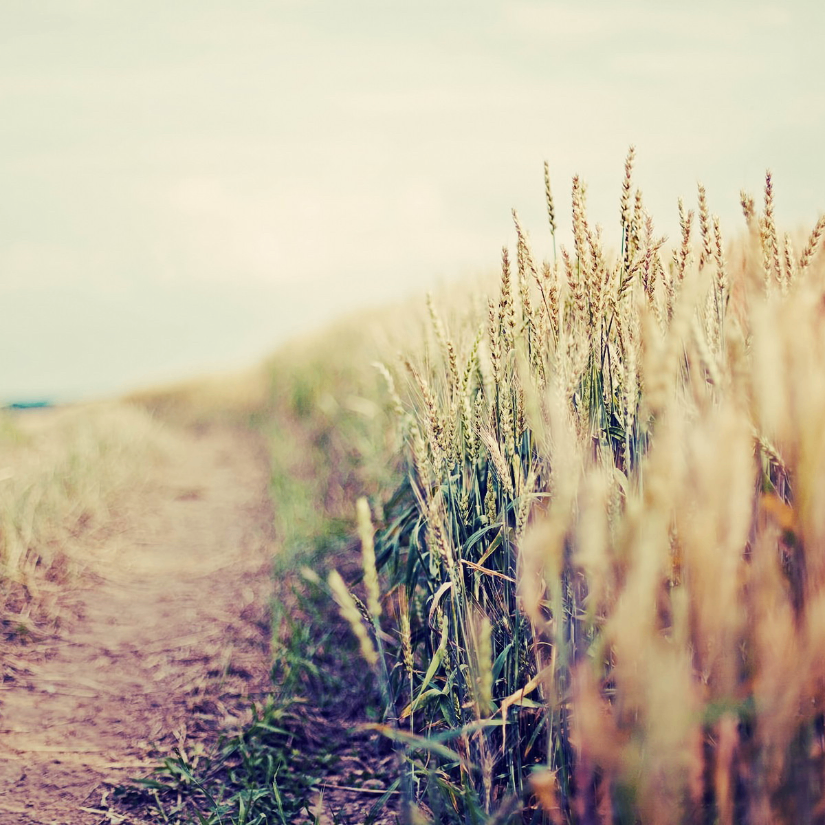 .,m (exaro.lens) Lens social identity (.lens handle) PFP