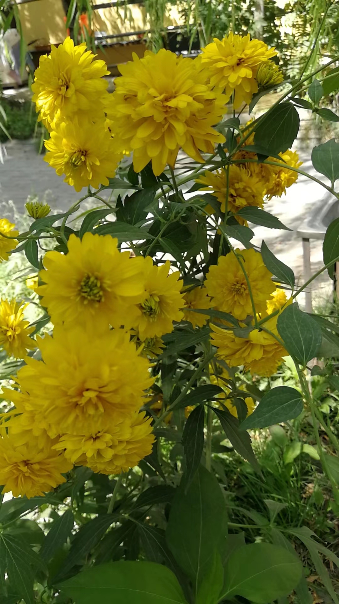 kennode◱ ◱ (kennode.lens) Lens social identity (.lens handle) PFP