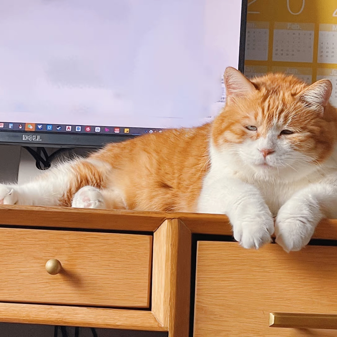 Isabella (hananh.lens) Lens social identity (.lens handle) PFP