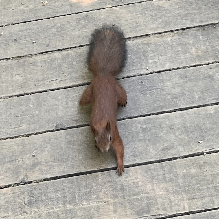 Ankesh (346291.lens) Lens social identity (.lens handle) PFP