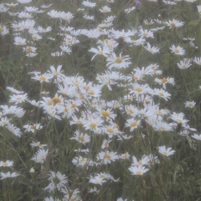 Olivia (benoits.lens) Lens social identity (.lens handle) PFP