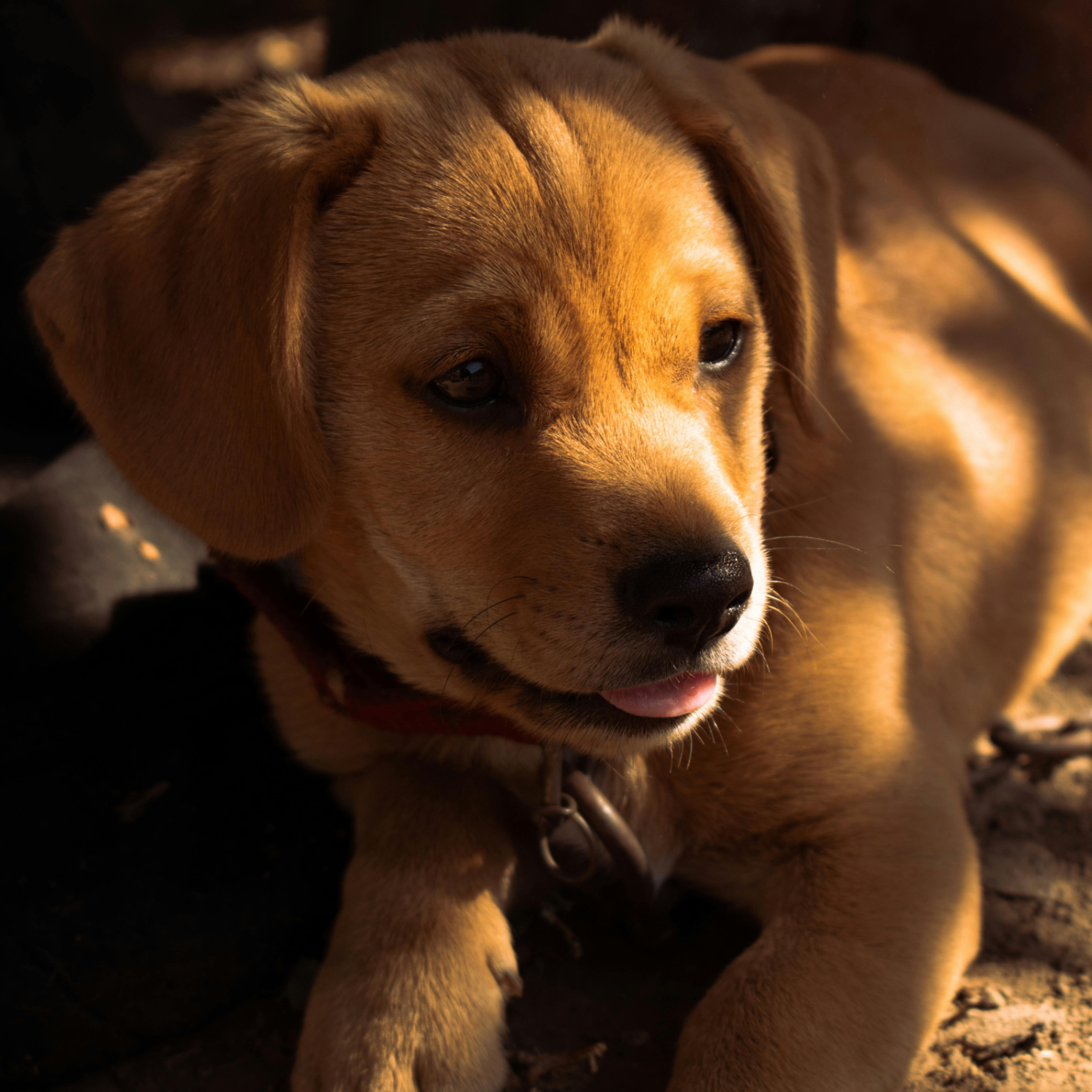 Prashant Pandey (theintrovertguy.lens) Lens social identity (.lens handle) PFP