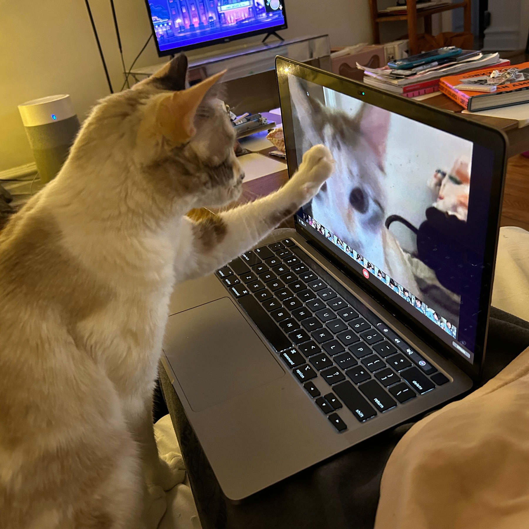 Lyric (lyric7754.lens) Lens social identity (.lens handle) PFP