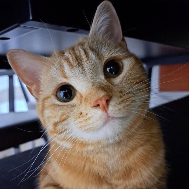 Carol Hilli (carolhilli.lens) Lens social identity (.lens handle) PFP