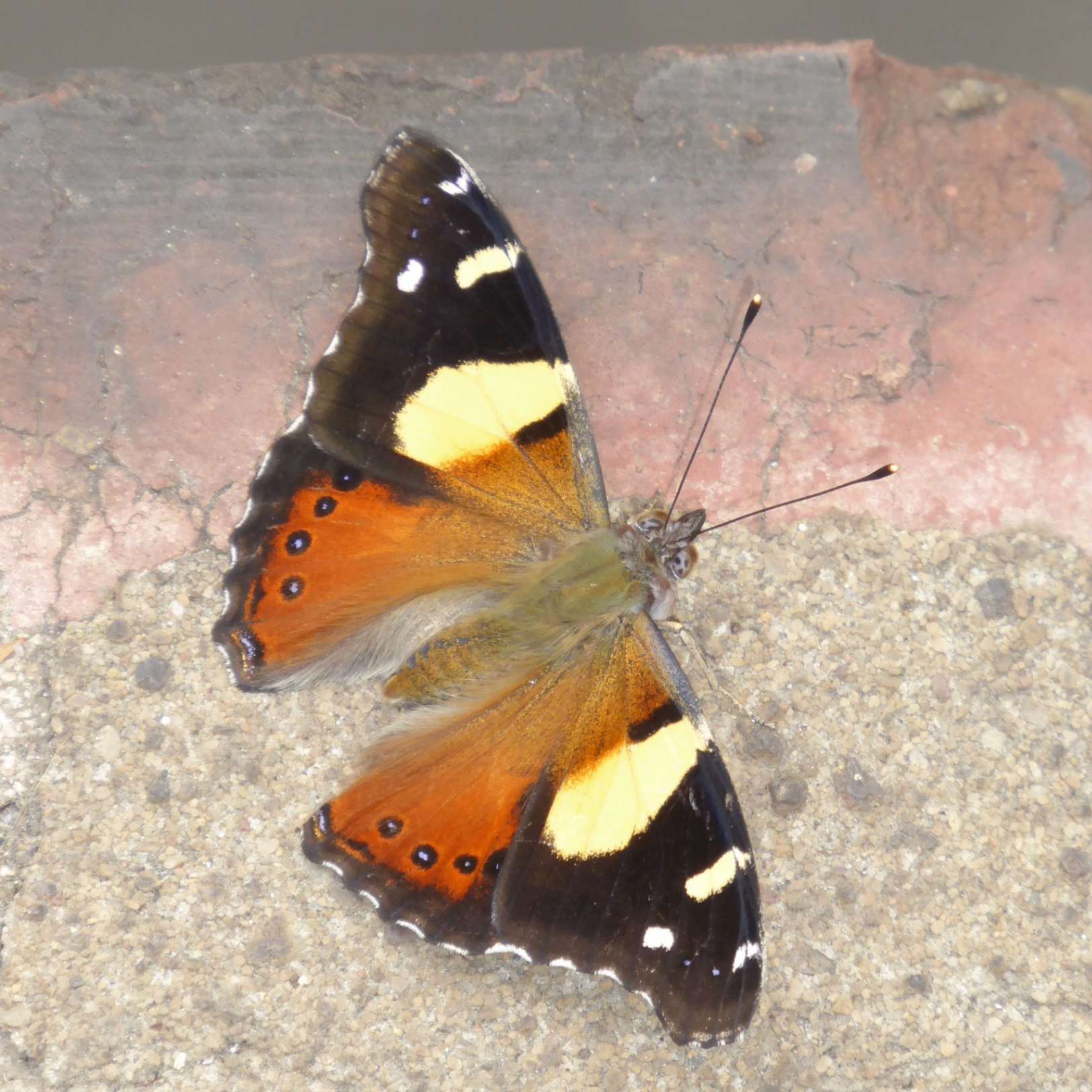 Emberly (goodone7.lens) Lens social identity (.lens handle) PFP