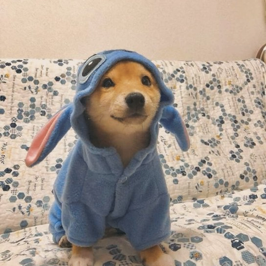 divimn (searchlkls.lens) Lens social identity (.lens handle) PFP