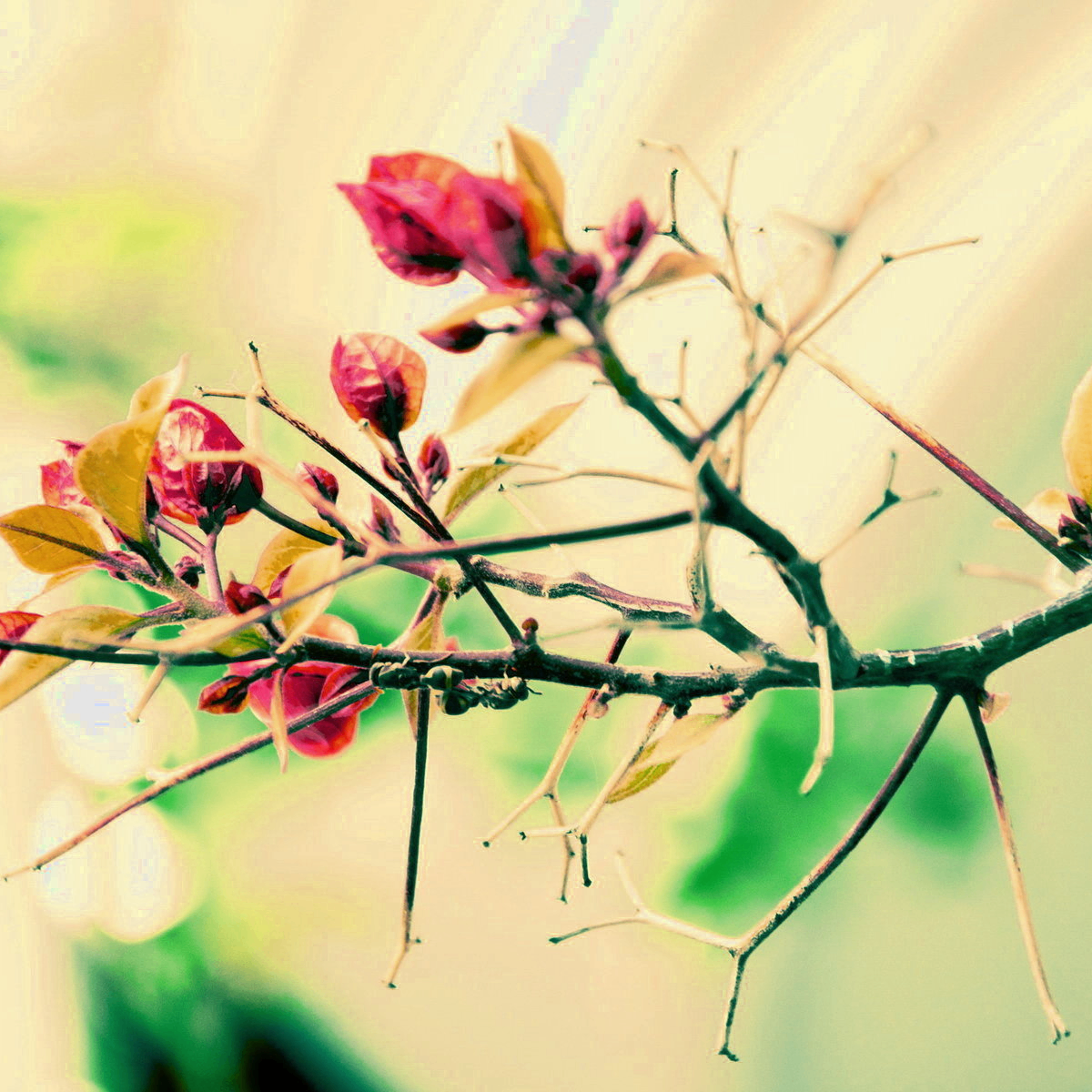 fd (nextron.lens) Lens social identity (.lens handle) PFP