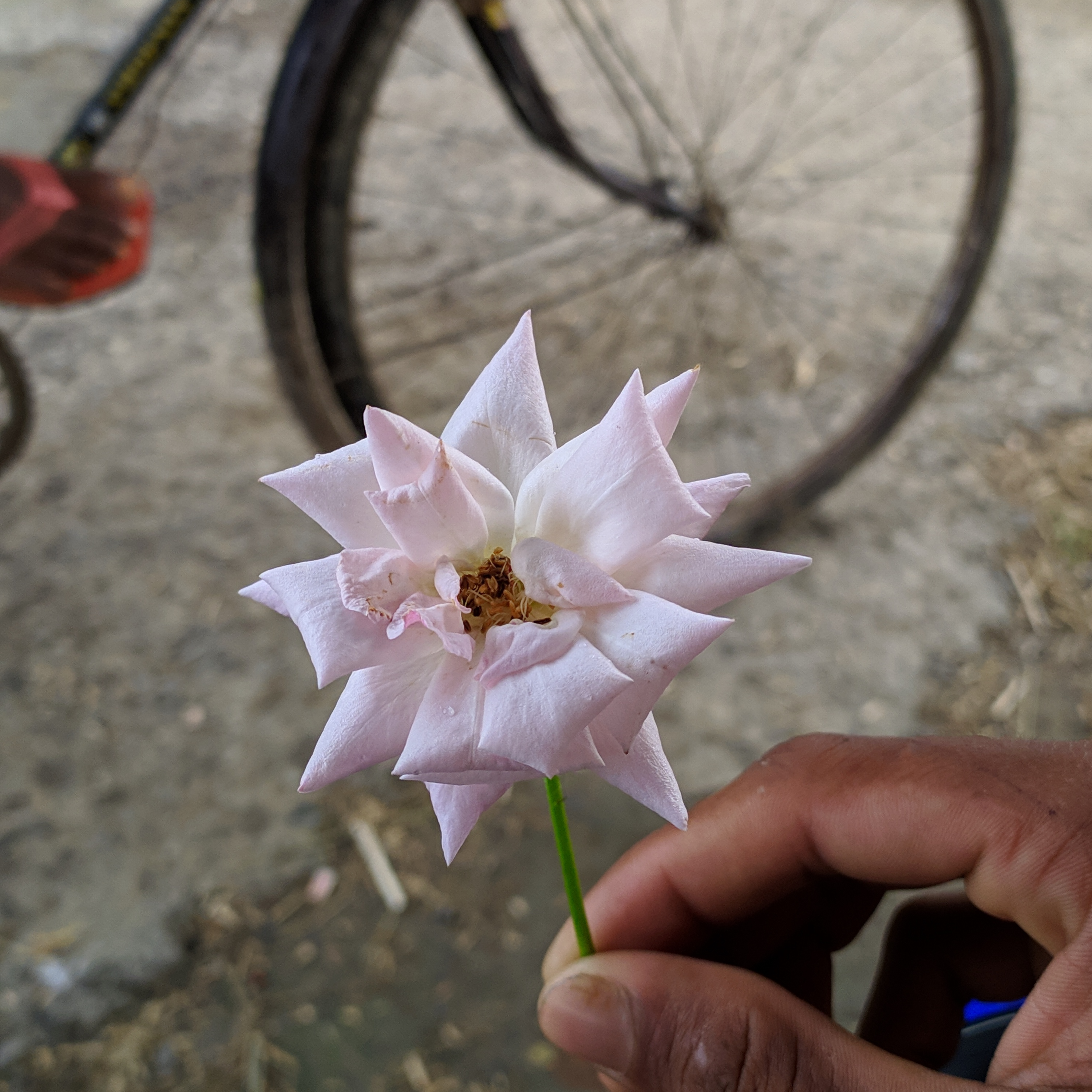 ronyahmed.base.eth Basenames (.base.eth domains) based on ENS PFP