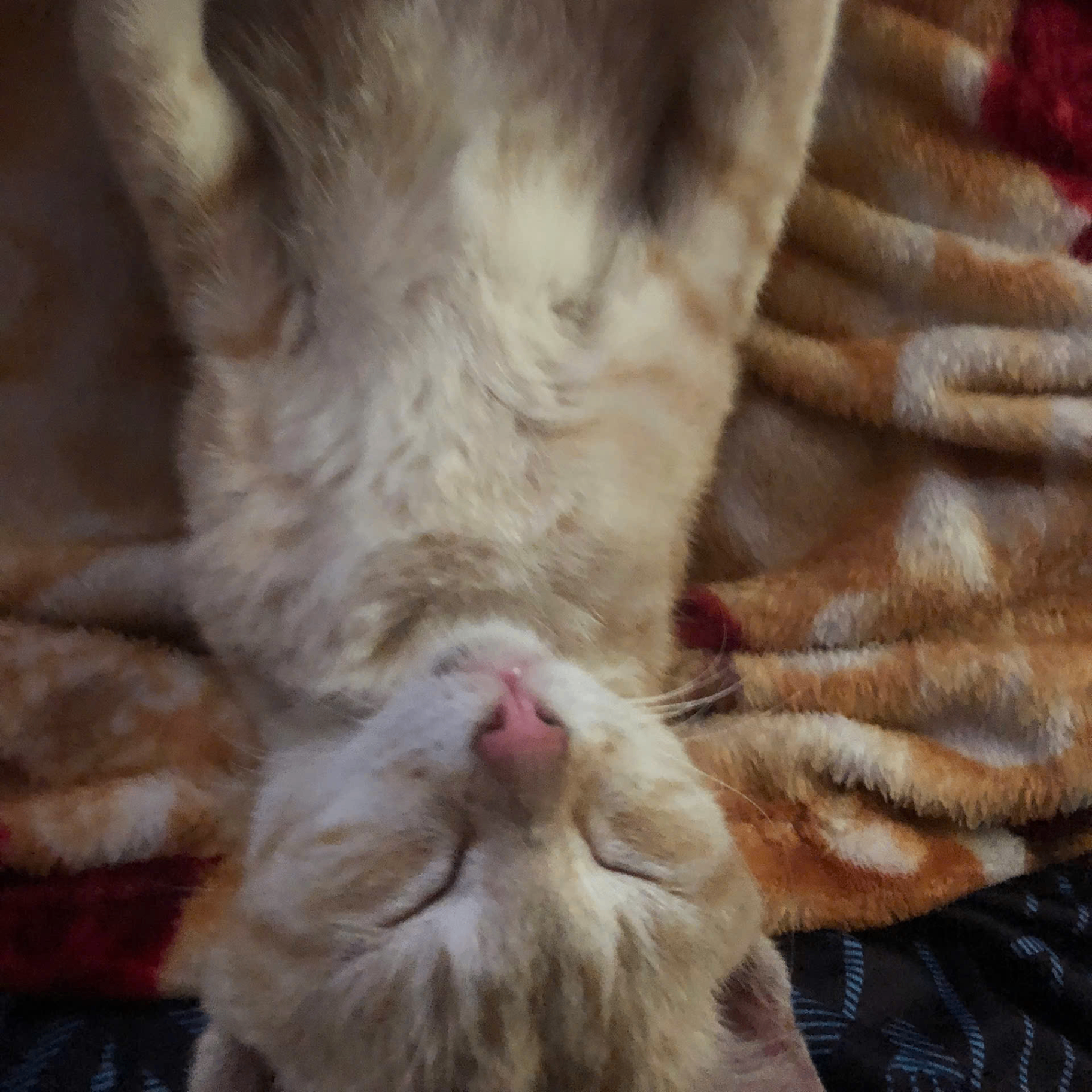 Pinpoy (pinpoy.lens) Lens social identity (.lens handle) PFP