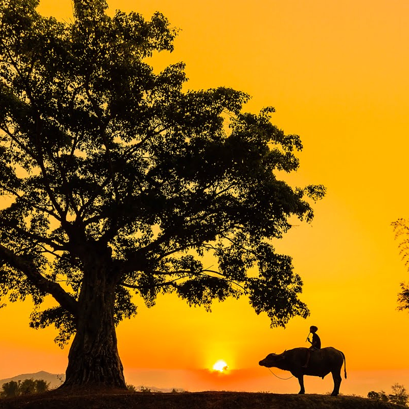 vuphong20 (gjittyu.lens) Lens social identity (.lens handle) PFP