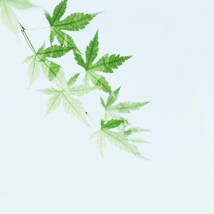 mysql1 (mysql1.lens) Lens social identity (.lens handle) PFP