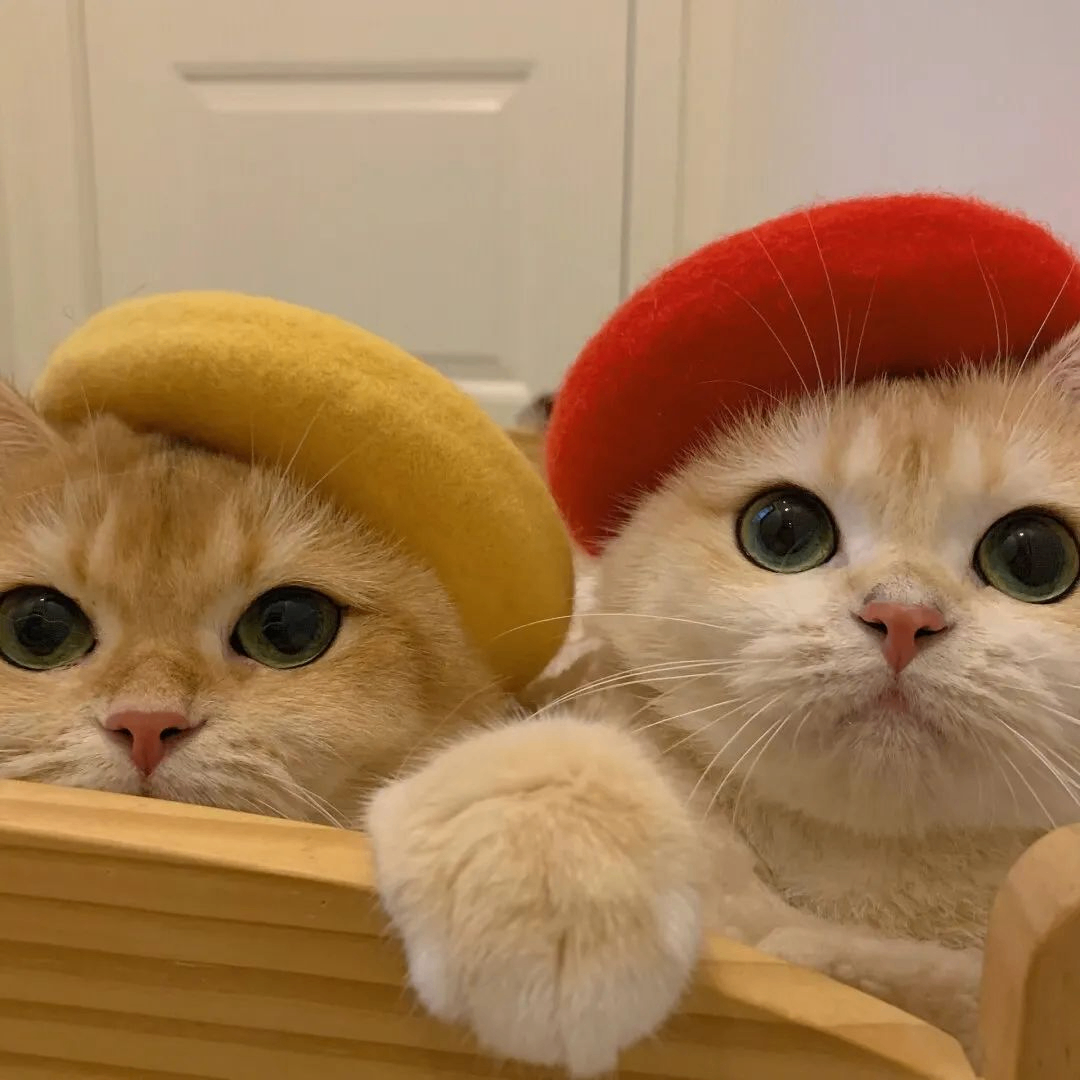 CSAQN (mdiasodhqw.lens) Lens social identity (.lens handle) PFP