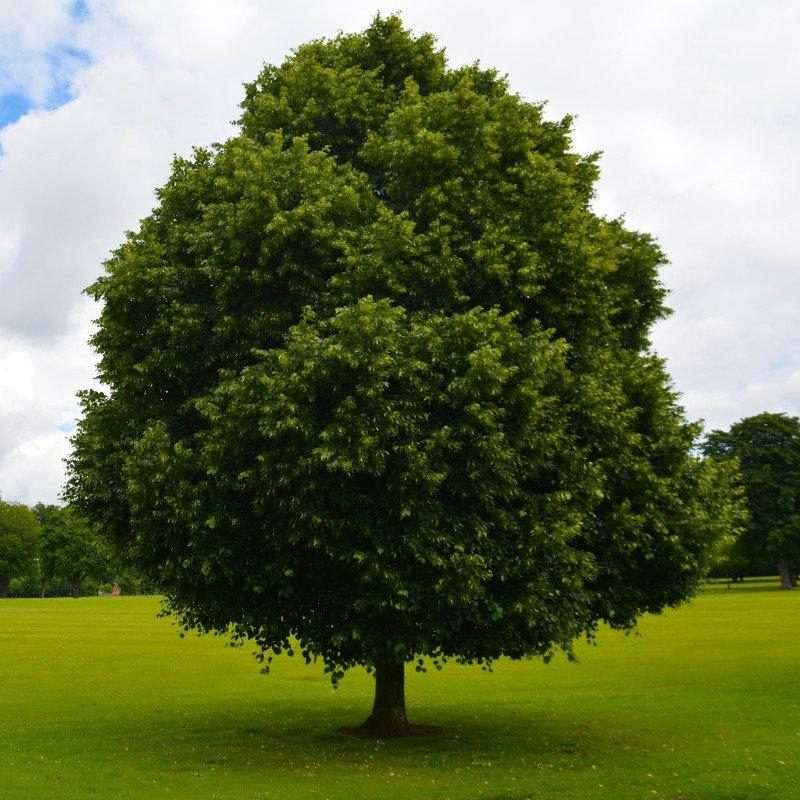 Tokio (tratata.lens) Lens social identity (.lens handle) PFP