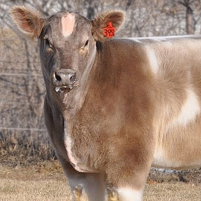 Nastya (torpeda97.lens) Lens social identity (.lens handle) PFP