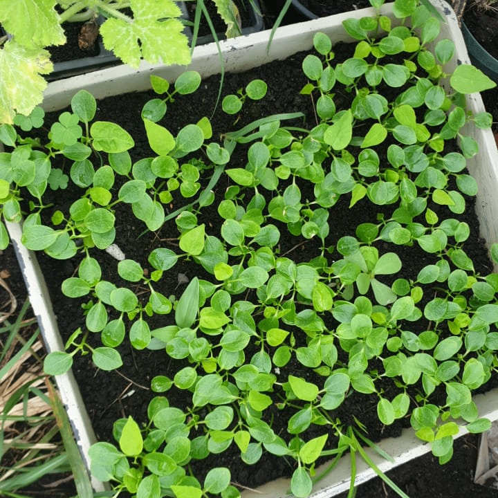 ali2star (ali2star.lens) Lens social identity (.lens handle) PFP