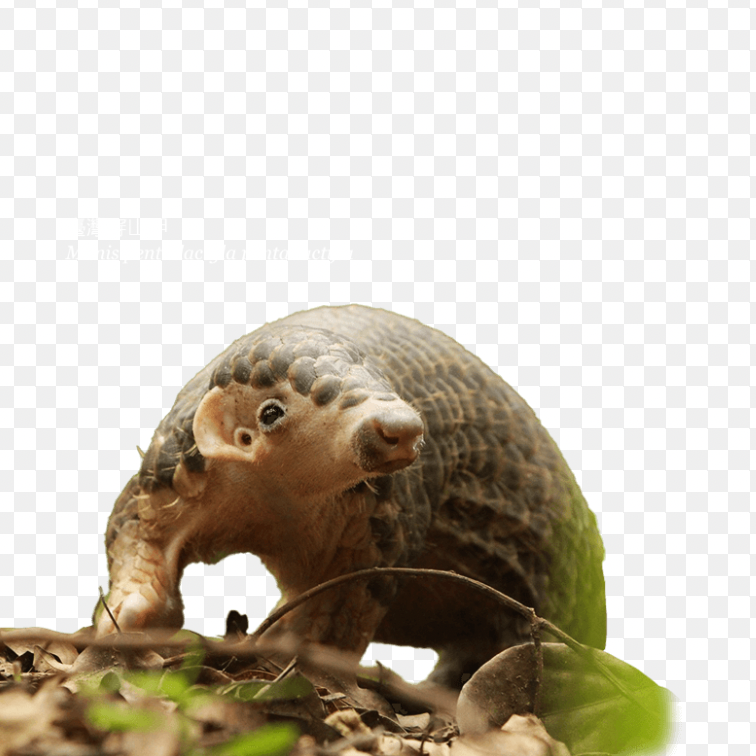 hgjjjjj (kkkku.lens) Lens social identity (.lens handle) PFP