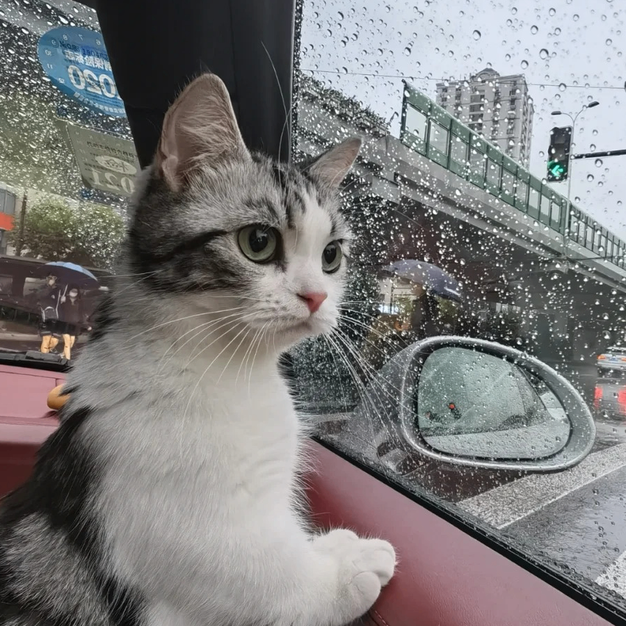 Niboo (cewobise.lens) Lens social identity (.lens handle) PFP