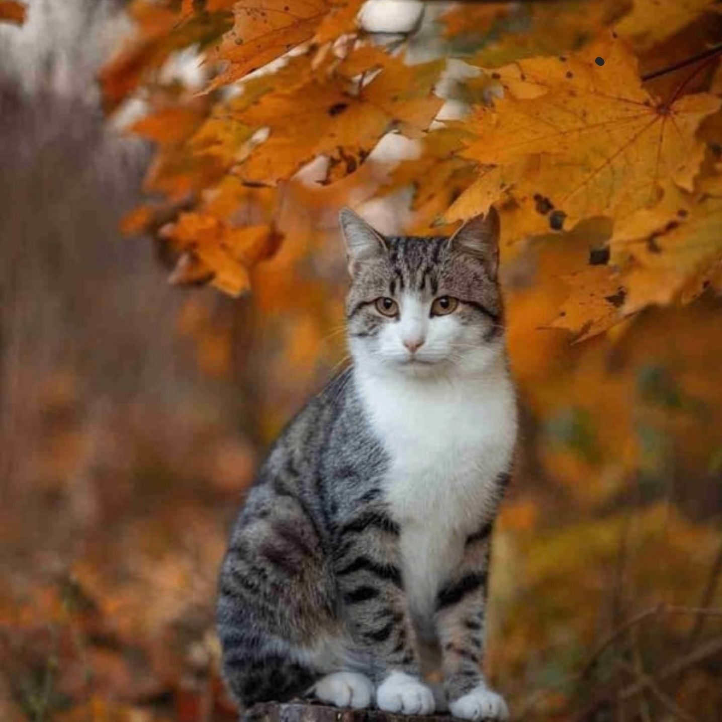 Mztafarm (mztafarm.lens) Lens social identity (.lens handle) PFP