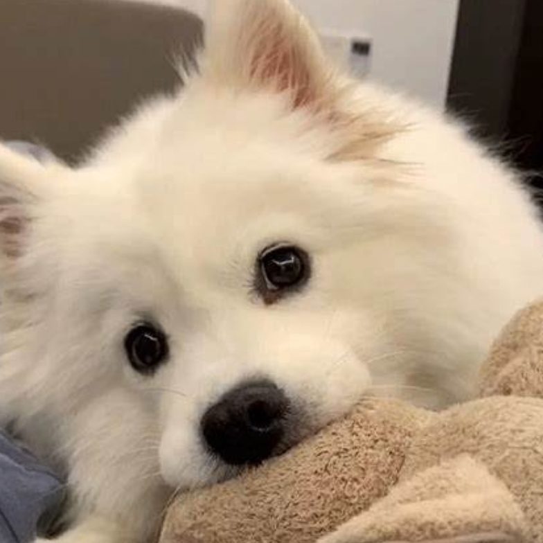 Finch (hssjskosso.lens) Lens social identity (.lens handle) PFP