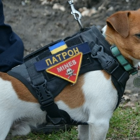 ray (raymundo334.lens) Lens social identity (.lens handle) PFP