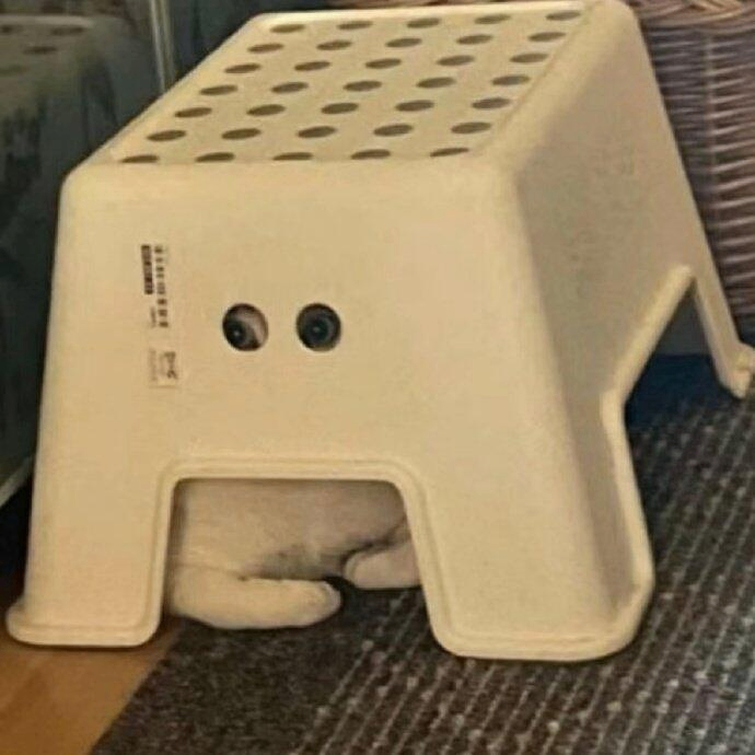 diaryear (diaryear.lens) Lens social identity (.lens handle) PFP