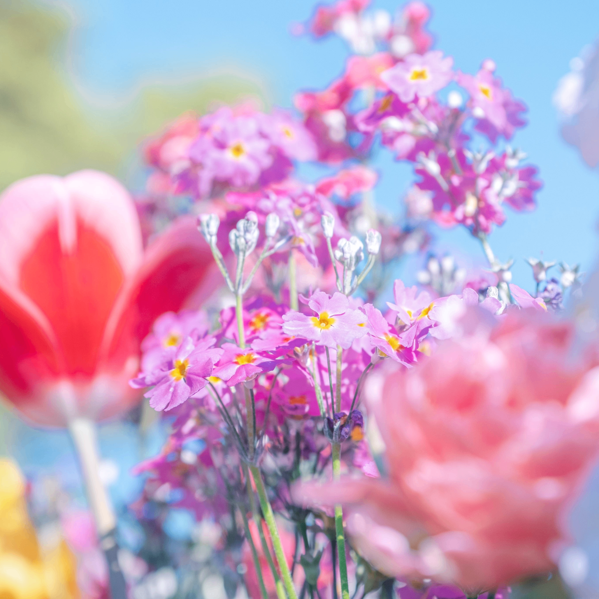 momona (momon.lens) Lens social identity (.lens handle) PFP