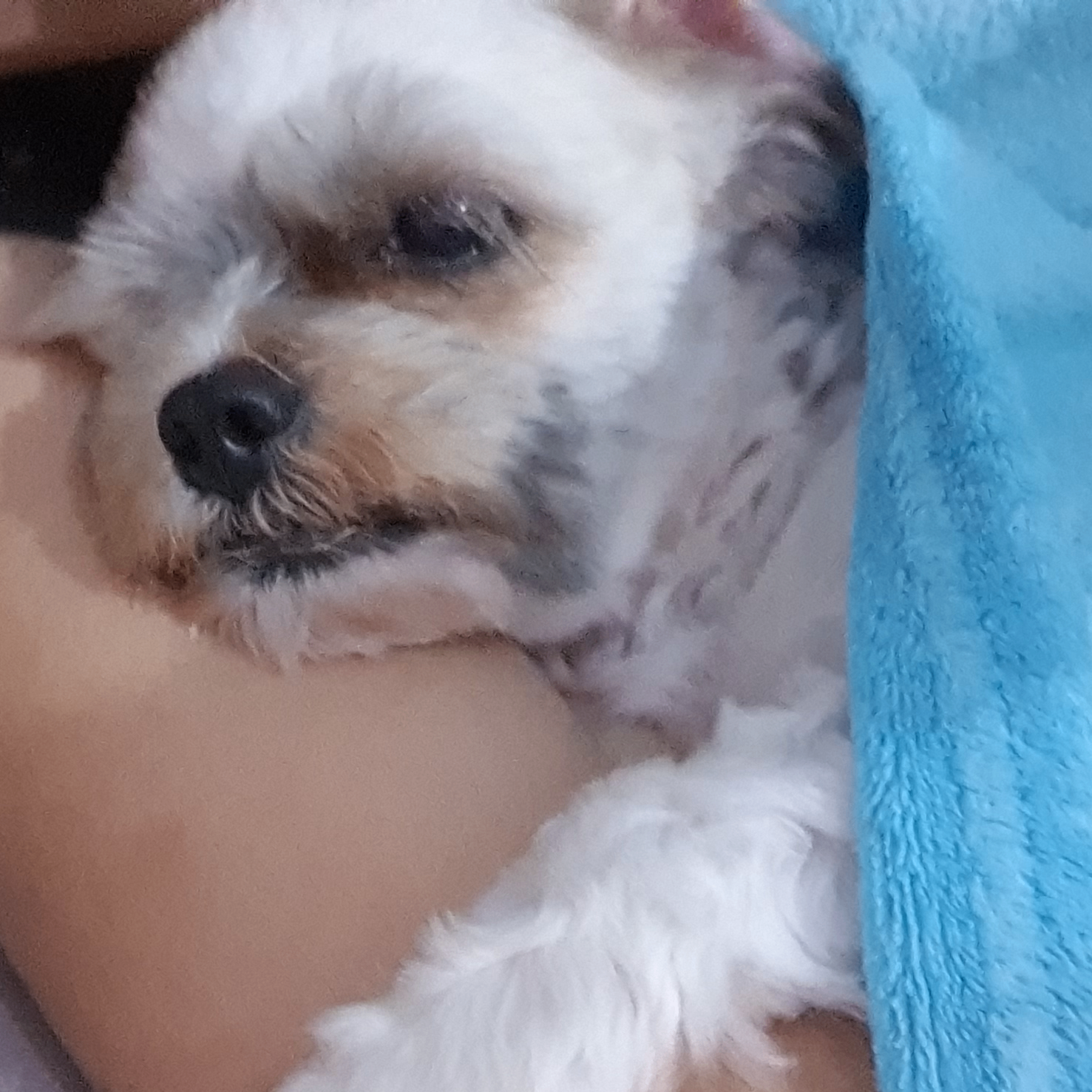 Caedeline (caedeline.lens) Lens social identity (.lens handle) PFP