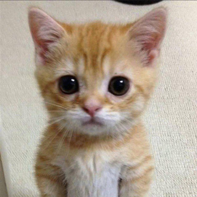 Wick (jwick.lens) Lens social identity (.lens handle) PFP