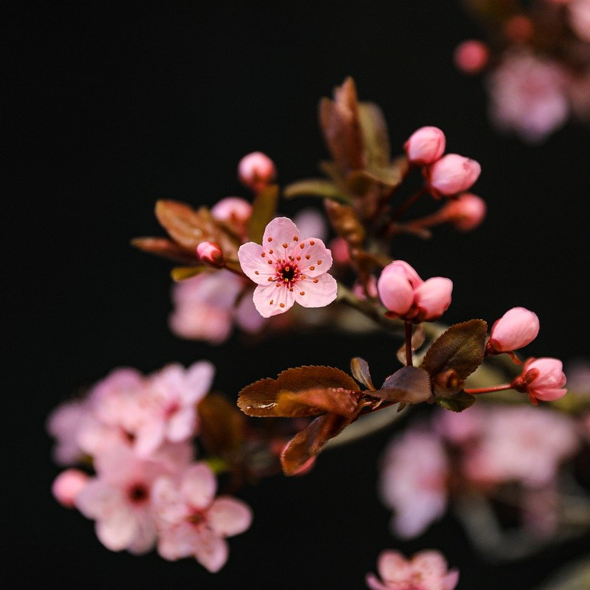 Sree (housree.lens) Lens social identity (.lens handle) PFP